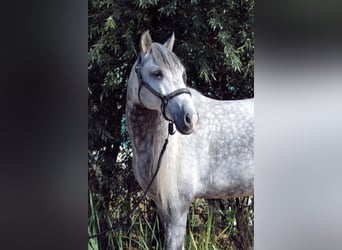 Andaluces, Caballo castrado, 5 años, 160 cm, Tordo