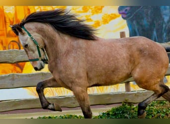 Andaluces, Caballo castrado, 5 años, 160 cm, Tordo ruano