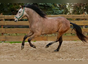 Andaluces, Caballo castrado, 5 años, 160 cm, Tordo ruano