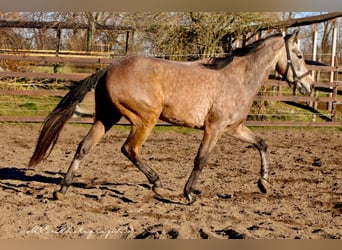 Andaluces, Caballo castrado, 5 años, 160 cm, Tordo ruano