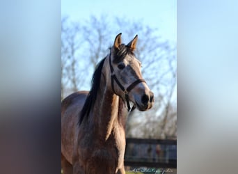 Andaluces, Caballo castrado, 5 años, 160 cm, Tordo ruano