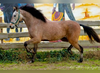 Andaluces, Caballo castrado, 5 años, 160 cm, Tordo ruano