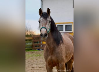 Andaluces, Caballo castrado, 5 años, 160 cm, Tordo ruano