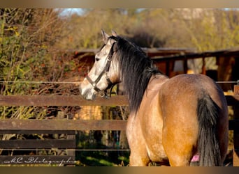 Andaluces, Caballo castrado, 5 años, 160 cm, Tordo ruano