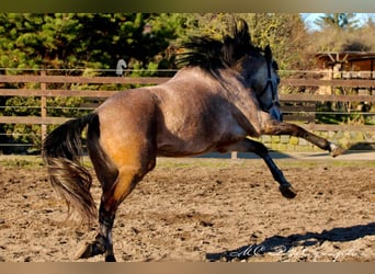 Andaluces, Caballo castrado, 5 años, 160 cm, Tordo ruano