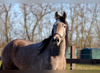 Andaluces, Caballo castrado, 5 años, 160 cm, Tordo ruano