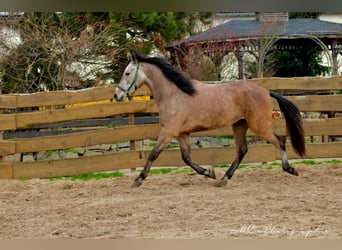 Andaluces, Caballo castrado, 5 años, 160 cm, Tordo ruano