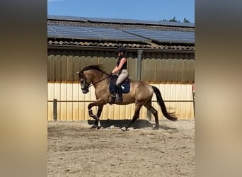 Andaluces, Caballo castrado, 5 años, 161 cm, Buckskin/Bayo
