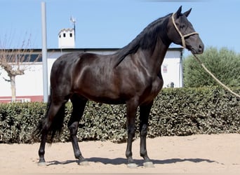 Andaluces, Caballo castrado, 5 años, 161 cm, Negro