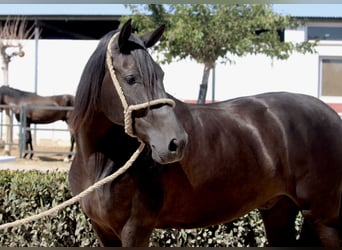 Andaluces, Caballo castrado, 5 años, 161 cm, Negro