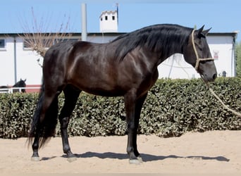 Andaluces, Caballo castrado, 5 años, 161 cm, Negro