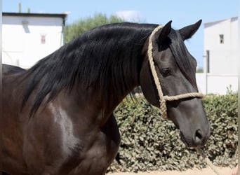 Andaluces, Caballo castrado, 5 años, 161 cm, Negro