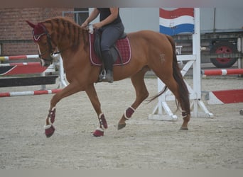 Andaluces, Caballo castrado, 5 años, 162 cm, Alazán