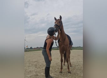 Andaluces, Caballo castrado, 5 años, 162 cm, Alazán