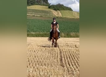 Andaluces, Caballo castrado, 5 años, 162 cm, Alazán