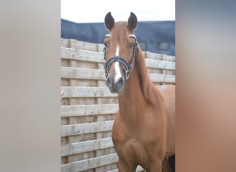 Andaluces, Caballo castrado, 5 años, 162 cm, Alazán