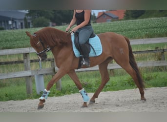 Andaluces, Caballo castrado, 5 años, 162 cm, Alazán