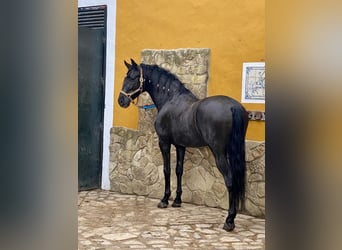 Andaluces, Caballo castrado, 5 años, 162 cm, Castaño oscuro