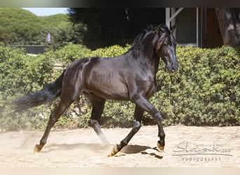 Andaluces, Caballo castrado, 5 años, 162 cm, Castaño oscuro