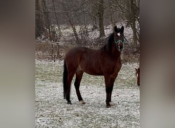 Andaluces, Caballo castrado, 5 años, 162 cm, Castaño oscuro