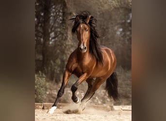 Andaluces, Caballo castrado, 5 años, 162 cm, Castaño oscuro