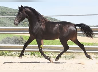 Andaluces, Caballo castrado, 5 años, 163 cm, Bayo