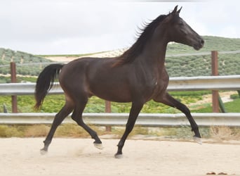Andaluces, Caballo castrado, 5 años, 163 cm, Bayo