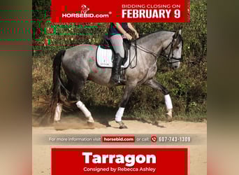 Andaluces, Caballo castrado, 5 años, 163 cm, Tordo