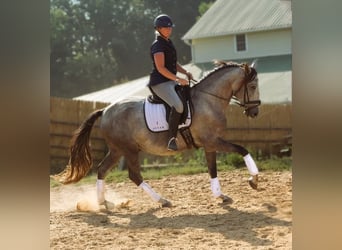 Andaluces, Caballo castrado, 5 años, 163 cm, Tordo