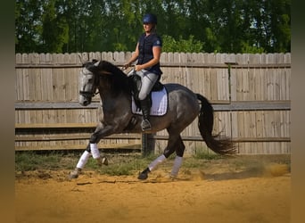 Andaluces, Caballo castrado, 5 años, 163 cm, Tordo