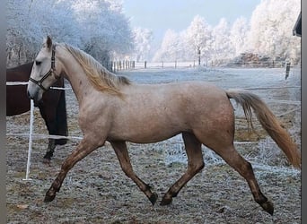 Andaluces, Caballo castrado, 5 años, 164 cm, Palomino