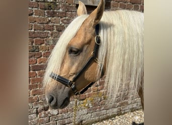 Andaluces, Caballo castrado, 5 años, 164 cm, Palomino