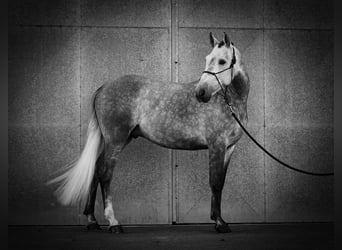 Andaluces, Caballo castrado, 5 años, 164 cm, Tordo