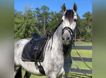 Andaluces, Caballo castrado, 5 años, 164 cm, Tordo