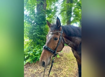 Andaluces, Caballo castrado, 5 años, 165 cm, Castaño oscuro