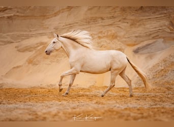 Andaluces, Caballo castrado, 5 años, 165 cm, Champán