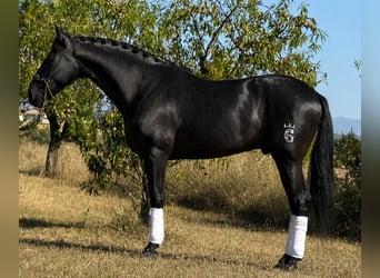 Andaluces, Caballo castrado, 5 años, 165 cm, Negro