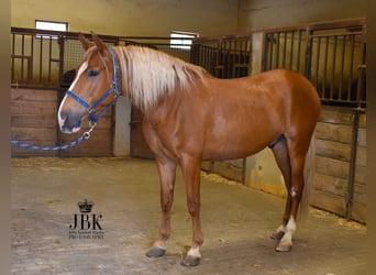 Andaluces, Caballo castrado, 5 años, 165 cm, Palomino