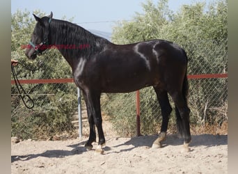 Andaluces, Caballo castrado, 5 años, 166 cm, Negro