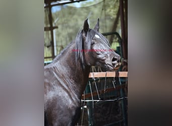 Andaluces, Caballo castrado, 5 años, 166 cm, Negro