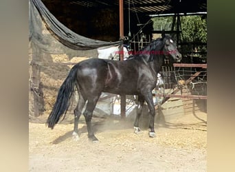 Andaluces, Caballo castrado, 5 años, 166 cm, Negro