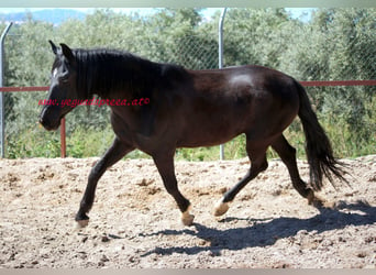 Andaluces, Caballo castrado, 5 años, 166 cm, Negro