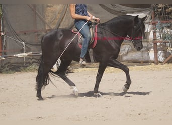 Andaluces, Caballo castrado, 5 años, 166 cm, Negro