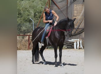 Andaluces, Caballo castrado, 5 años, 166 cm, Negro