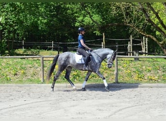 Andaluces, Caballo castrado, 5 años, 166 cm, Tordo rodado