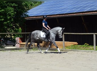 Andaluces, Caballo castrado, 5 años, 166 cm, Tordo rodado