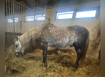 Andaluces, Caballo castrado, 5 años, 167 cm, Tordo