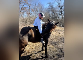 Andaluces, Caballo castrado, 5 años, 168 cm, Negro