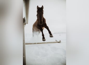 Andaluces Mestizo, Caballo castrado, 5 años, 175 cm, Castaño rojizo