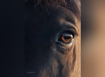 Andaluces Mestizo, Caballo castrado, 5 años, 175 cm, Castaño rojizo